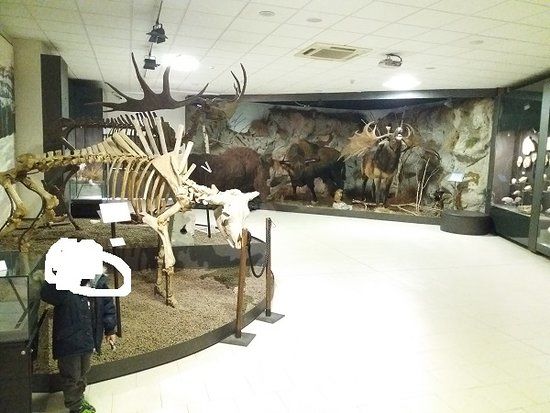 Museum of Prehistory "Luigi Donini"